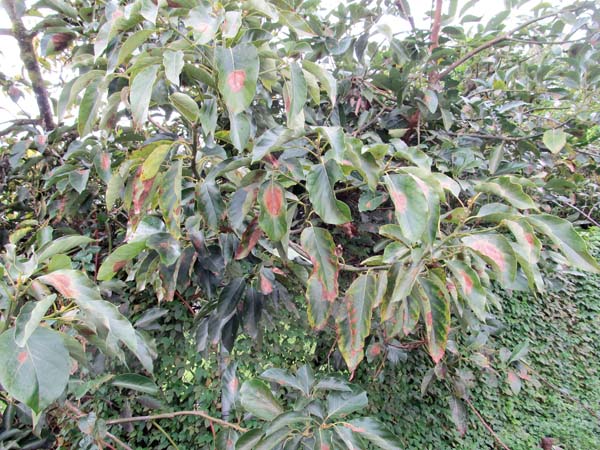 avocado tree leaves